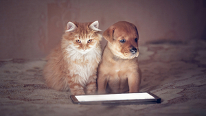 Keep Your Pets Entertained With These Apps